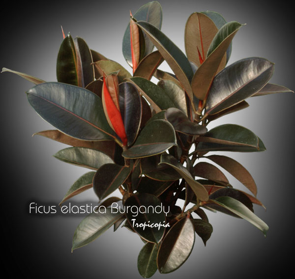 Ficus - Ficus elastica 'Burgandy' - Rubber plant